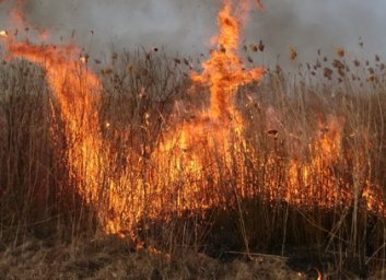 В пригороде Харькова борцы с сухостоем уничтожили ботанический заказник с краснокнижными растениями 