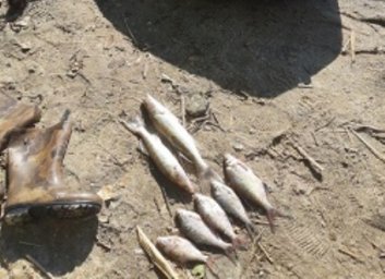 Браконьерский улов почти на две тысячи гривен: ФОТО