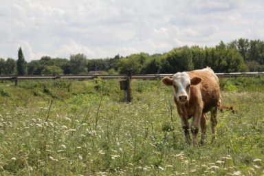 В области стартовал прием документов от фермеров на бюджетную дотацию за содержание коров