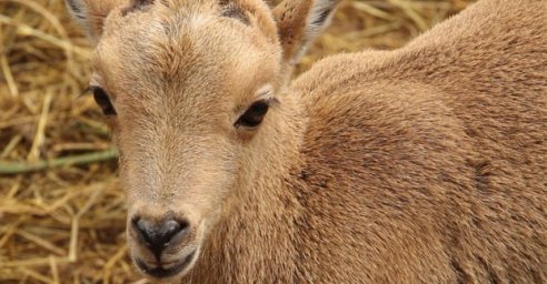 В Харьковском зоопарке родилась самка гривистого барана