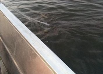 На Печенежском водохранилище изъято 278 метров сетей