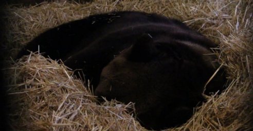В Харьковском зоопарке медведи залегли в спячку