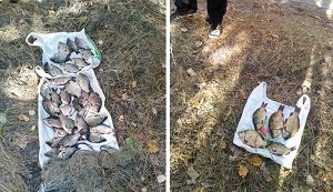 В сетях браконьера нашли краснокнижную рыбу (Рыбнадзор)