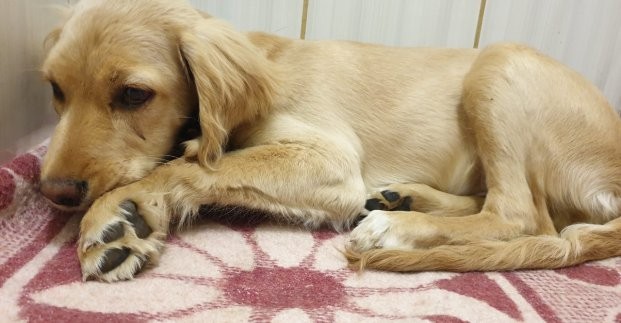 Мужчине, который избил щенка-спаниеля, грозит уголовное наказание