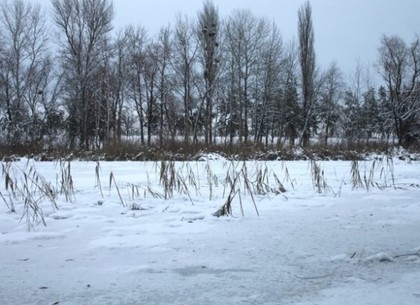 На улице Мира в лесополосе нашли труп