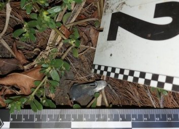 Ночью в частном дворе взорвалась граната (ФОТО)