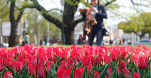 В Харькове продолжается весенняя высадка цветов