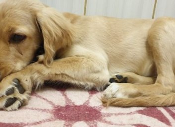 Чоловікові, який побив цуценя-спанієля, загрожує кримінальне покарання