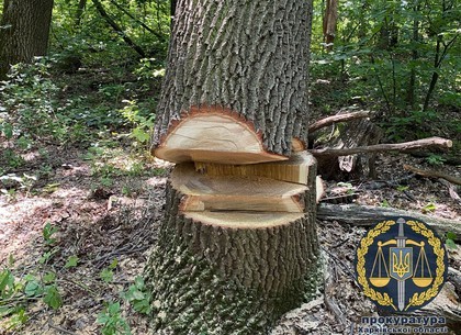 Полтора миллиона убытков: черным лесорубам сообщили о подозрении (ФОТО)