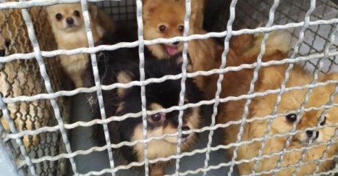 Центр обращения с животными приютил 27 померанских шпицев 