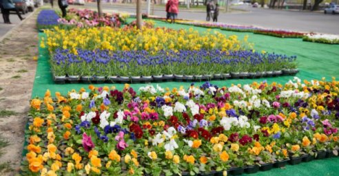 Бизнесмены подарили харьковским больницам 10 тысяч цветов