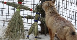 Обитатели зоопарка празднуют Масленицу