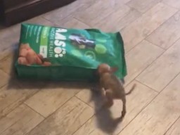 Щенок чихуахуа впервые в жизни увидел большой мешок с кормом и атаковал его (ФОТО, ВИДЕО)