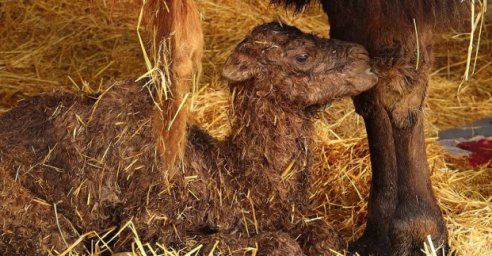 В Харьковском зоопарке родился верблюд