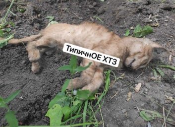 Убил котенка, выбросив с пятого этажа: извергом занялись копы (ФОТО, ВИДЕО)