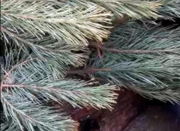 Елка без документов: под Харьковом задержали автомобиль со срубленными деревьями &ndash; ГУНП