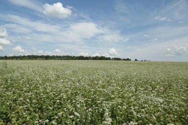 Правительство расширило государственную поддержку аграриев на 2021 год