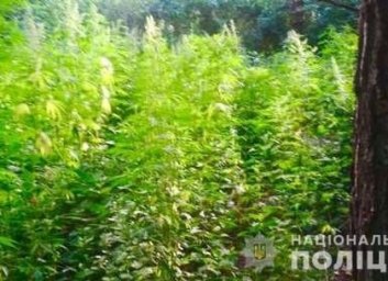 Харьковские полицейские в лесополосе на Основе наткнулись на центнер конопли (ФОТО)