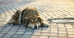 В Харькове реагируют на случаи жестокого обращения с животными