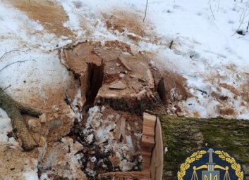 Еще одним черным лесорубам объявили о подозрении