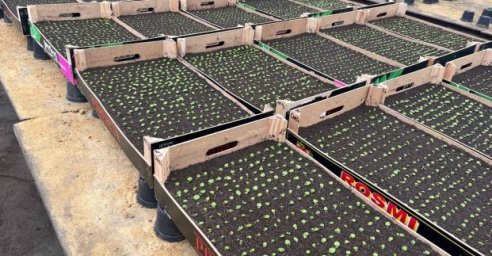  Харьковские озеленители планируют вырастить более миллиона цветов 