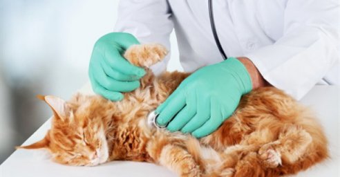 Харьковчане льготных категорий смогут бесплатно стерилизовать своих домашних животных