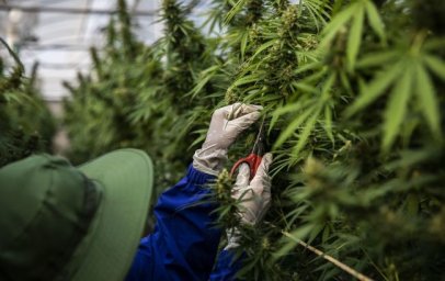  В Комитете Рады поддержали законопроект об использовании медицинского каннабиса 