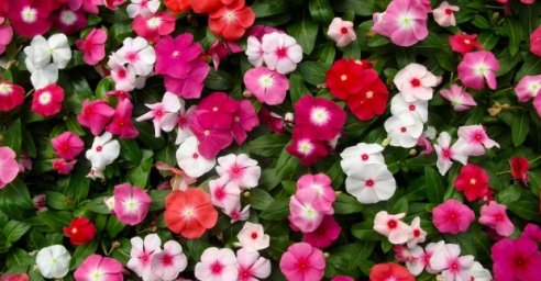 В харьковских скверах высаживают тысячи цветов