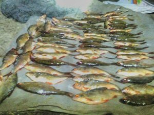 Нарушитель наловил плотвы от тысячи гривен за килограмм (ФОТО)