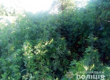 Под Харьковом полицейские изъяли более 700 кустов конопли (ФОТО)