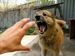 За год в Винницкой области зафиксировали почти 130 случаев бешенства