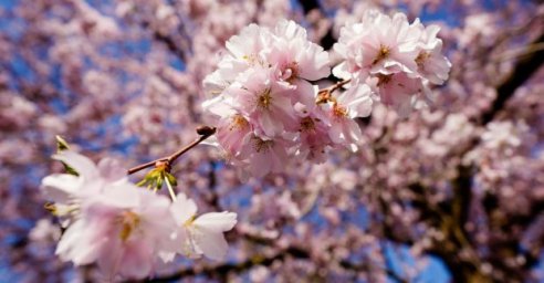 На проспекте Гагарина высадили аллею сакур