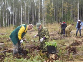 20 сентября - День работников леса