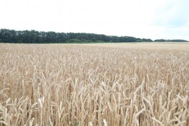 Начали действовать новые нормы для принятия местным советом решений по земельным вопросам