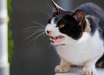 Под Харьковом больной бешенством бездомный кот покусал двух человек