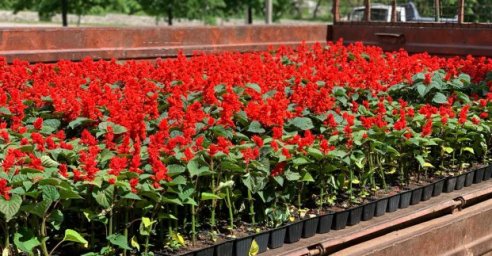 Харьков продолжают благоустраивать и украшать цветами