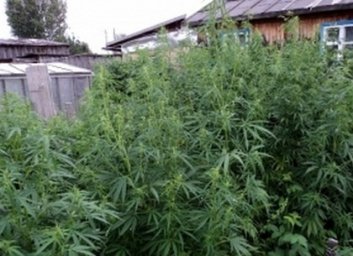 Защищая урожай конопли, хозяин огорода отправил в реанимацию соседа