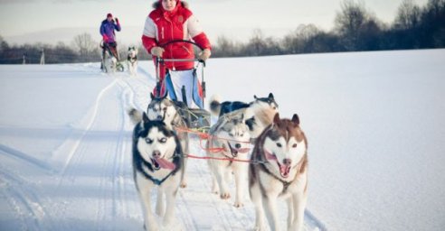 Приют для животных проведет очередные соревнования ездовых собак