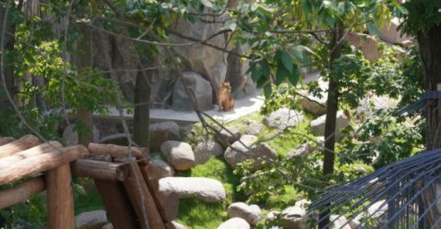 В Харькове организуют поэтапное посещение зоопарка