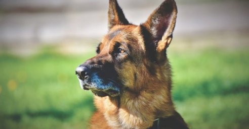 Кинологи Нацгвардии выступят в Саржином яру