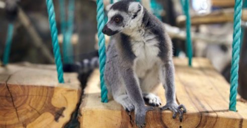 По понедельникам в Харьковском зоопарке - санитарный день