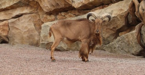 В Харьковском зоопарке &ndash; очередное переселение животных
