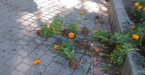 В сквере &laquo;Театральный&raquo; утром вырвали цветы