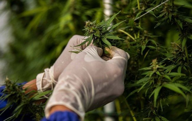  Легалайз в Украине. Кто и как сможет использовать коноплю законно 