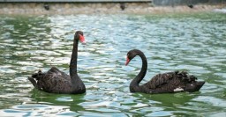 Лебедей из озера в саду Шевченко отселят