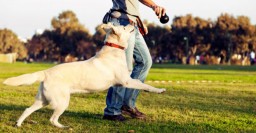 В Харькове установят еще пять площадок для выгула собак и автоматы с дог-пакетами