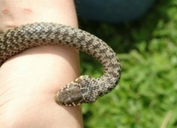 Подросток под Харьковом пострадал от укуса змеи