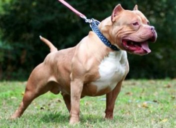 В Харькове агрессивные бойцовские собаки напали на ребенка и животное (ФОТО)