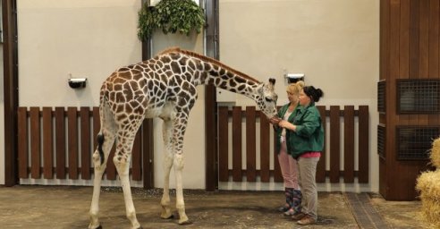 Жираф Дема адаптировался в Харьковском зоопарке