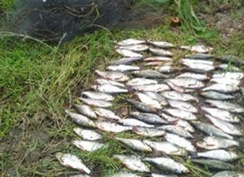 Горе-браконьер наловил мелочи по тысяче гривен за кило